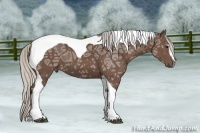 Horse Color:Silver Black Ice Sabino Tobiano 