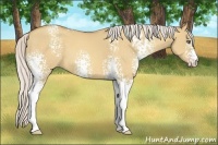 Horse Color:White Spotted Silver Amber Champagne Dun