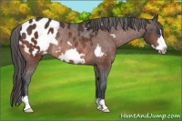 Horse Color:Bay Frame Appaloosa Rabicano 