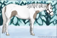 Horse Color:Silver Grullo Splash Tobiano 