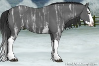 Horse Color:White Spotted Black Ice Splash Rabicano 