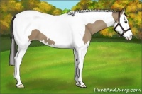 Horse Color:Classic Champagne Splash Tobiano 
