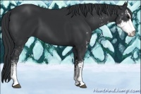 Horse Color:Black Sabino 