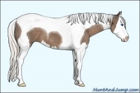 Horse Color:Silver Black Splash Tobiano 