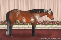 Horse Color:White Spotted Bay Sabino