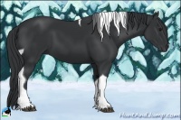 Horse Color:Black Tobiano 