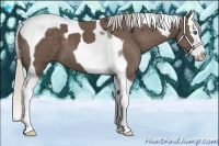 Horse Color:Silver Black Splash Tobiano 