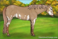 Horse Color:Red Dun Splash  Brindle