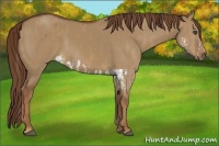 Horse Color:Red Dun Splash  Brindle