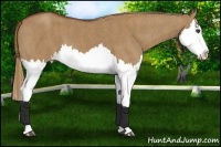 Horse Color:Red Dun Splash Brindle
