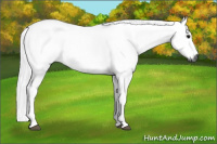 Horse Color:Gray Silver Black Sabino 