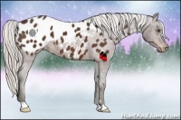Horse Color:Silver Bay Appaloosa 