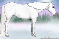 Horse Color:Silver Bay Appaloosa 