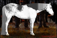 Horse Color:White Spotted Black Sabino 