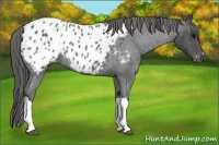Horse Color:Blue Roan Appaloosa
