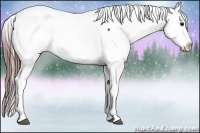 Horse Color:Brown Appaloosa 