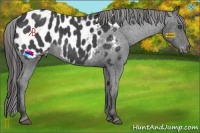 Horse Color:Blue Roan Appaloosa 