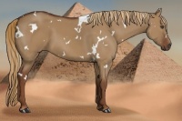 Horse Color:White Spotted Red Dun 