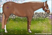 Horse Color:Red Roan Frame
