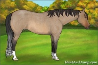 Horse Color:Bay Roan Dun 