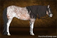 Horse Color:Bay Ice Sabino Rabicano 