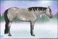 Horse Color:Grullo Ice 