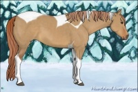 Horse Color:Red Dun Tobiano