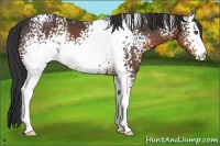 Horse Color:White Spotted Brown 