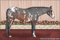 Horse Color:White Spotted Brown Frame Appaloosa 