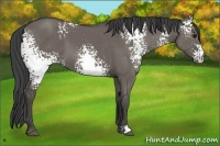 Horse Color:White Spotted Smoky Grullo