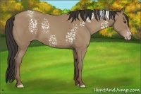 Horse Color:White Spotted Classic Champagne 