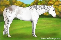 Horse Color:White Spotted Silver Blue Roan Splash 