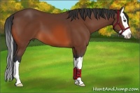 Horse Color:Bay Splash 