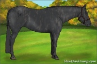 Horse Color:Black  Brindle