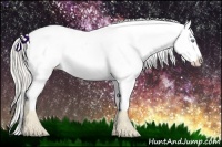 Horse Color:Cremello Appaloosa 