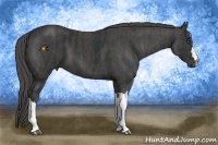 Horse Color:Black  Brindle