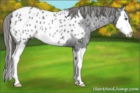 Horse Color:Blue Roan Splash Appaloosa 