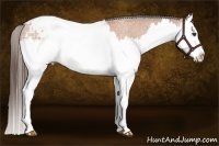 Horse Color:Bay Roan Splash Appaloosa