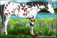 Horse Color:White Spotted Bay Splash Appaloosa