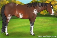 Horse Color:White Spotted Bay Splash
