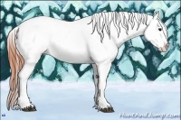 Horse Color:Bay Dun Appaloosa 