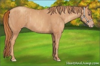 Horse Color:Gold Champagne Brindle