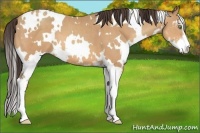 Horse Color:White Spotted Amber Champagne Sabino 