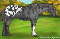 Horse Color:Black Appaloosa