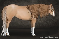 Horse Color:Bay Pearl Sabino Splash Rabicano
