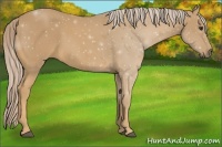 Horse Color:Palomino 