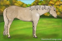 Horse Color:Palomino 