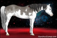 Horse Color:Grullo Splash 