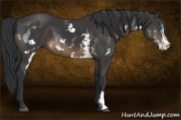 Horse Color:Brown Splash Frame 