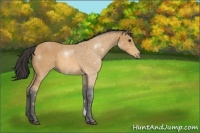 Horse Color:Buckskin 